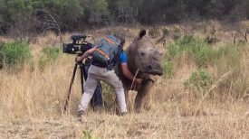 Filming Up Close And Personal With A Rhino