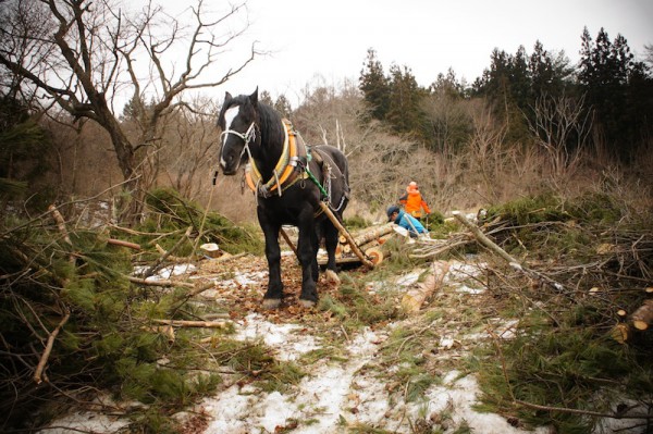 The horse logger