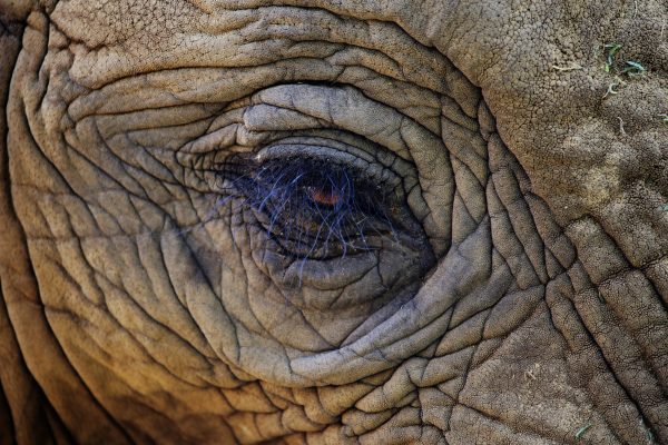 Renee the Elephant at the Toledo Zoo. Alex and Justin's filmmaking remit goes beyond the Zoo itself and covers conservation projects all over the world.