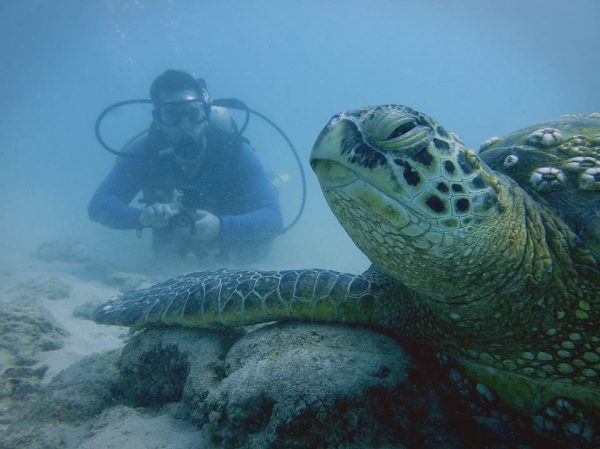  Justin Grubb gets up close and personal to an endangered green sea turtle, off the coast of Hawaii.