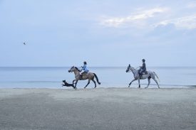 p4p kv horse japan 2