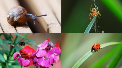 Atomos Lockdown Safari Competition Demo shot in 4K 100fps on Shogun 7 and FS700