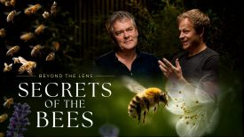 How Bertie Gregory Revealed the Secrets of the Bees Bee hind the Scenes