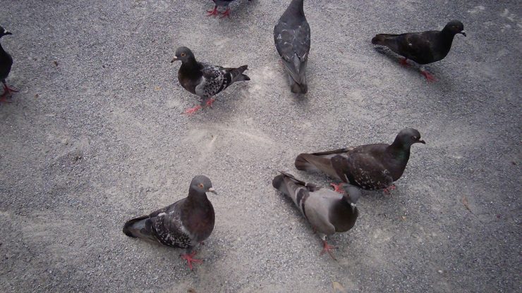 IMG 0012
